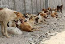 سگ ولگرد در یزد، ۱۶ نفر را راهی بیمارستان کرد