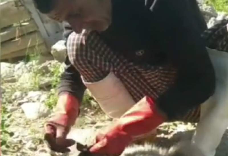 نجات بچه کفتار در چاروسا توسط دوستدار محیط زیست