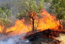 هشدار متولی ارشد کشاورزی استان نسبت به وقوع آتش‌سوزی در جنگل‌ها و مراتع
