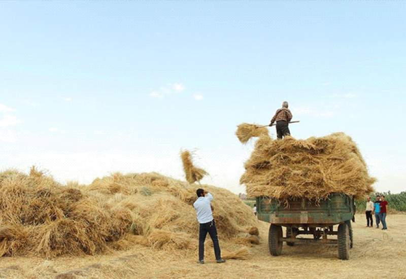 فیلم | صف چند کیلومتری خرید گندم در دهدشت / کشاورزان خواستار افزایش مراکز خرید هستند / درخواست مدیرکل غله از کشاورزان