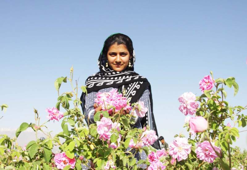 تولید ۲۳۰ تن گلاب از گل های محمدی کهگیلویه و بویراحمد