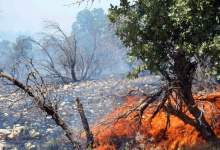 سوزاندن جنگل‌های زاگرس به خاطر انجیر و انگور / منابع طبیعی نمی‌تواند یا نمی‌خواهد نیروهایش را تجهیز کند؟