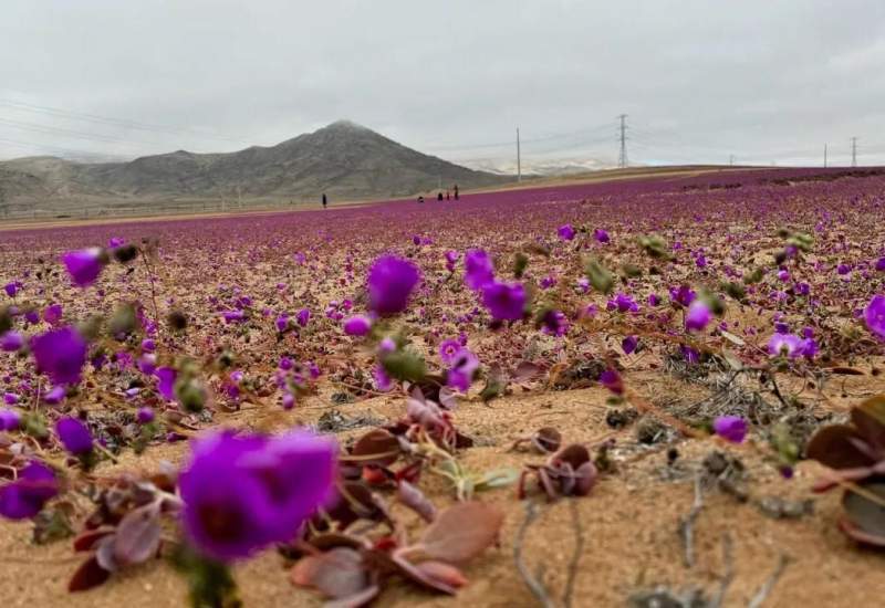 خشک‌ترین بیابان جهان، گُل داد + فیلم و عکس  