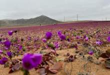 خشک‌ترین بیابان جهان، گُل داد + فیلم و عکس