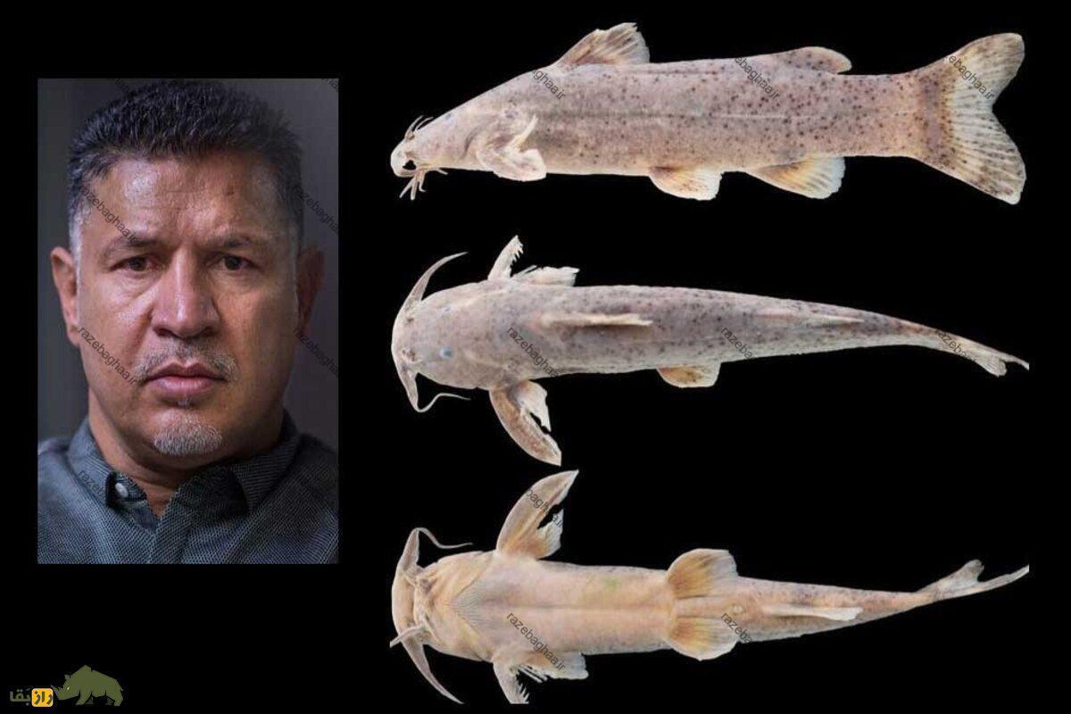 سینه‌خراش علی دایی؛ گربه ماهی سبیل درازی به نام علی دایی نام‌گذاری شد