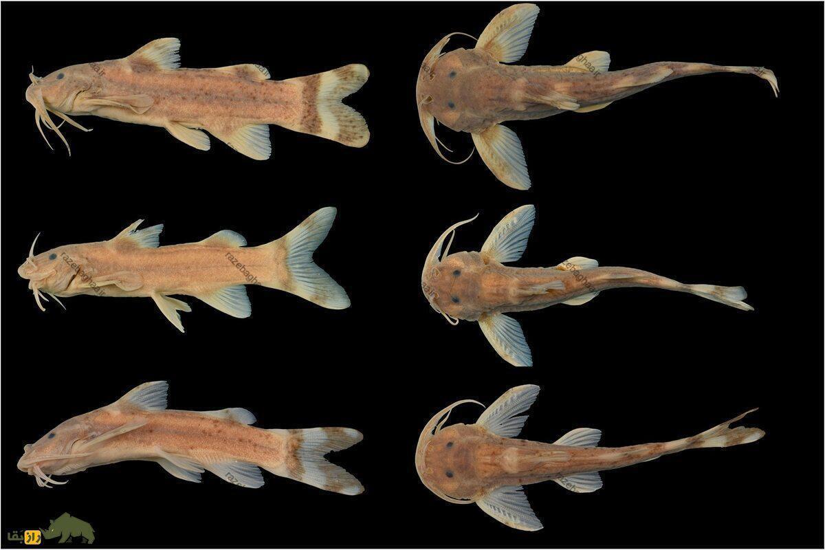 سینه‌خراش علی دایی؛ گربه ماهی سبیل درازی به نام علی دایی نام‌گذاری شد