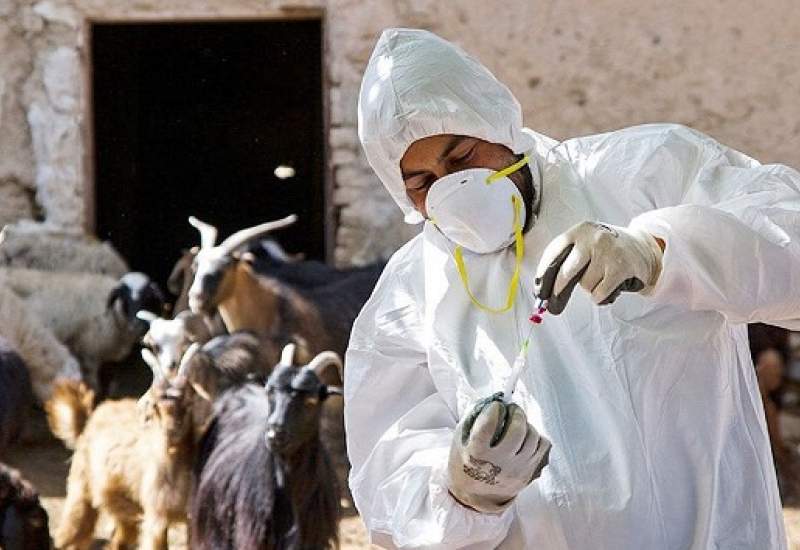ایمن سازی ۱۵ هزار دام سبک در برابر آبله و طاعون در کهگیلویه