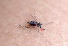 شیوع یک تب ویروسی در ۱۶ کشور