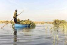 دریاچه هامون، شوق زندگی در سیستان (به قلم: دکتر محمدتقی منصوری کیا)