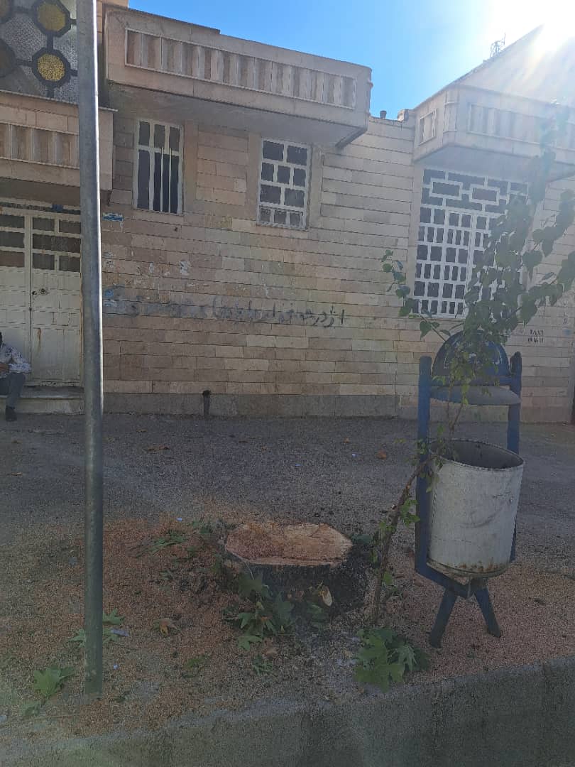 سلاخی درخت تنومند در یاسوج به «بهانه هرس»! / معمای قطع یک سرمایه سبز با توجیه «حدس و گمان» / شهرداری یاسوج پاسخ دهد؟