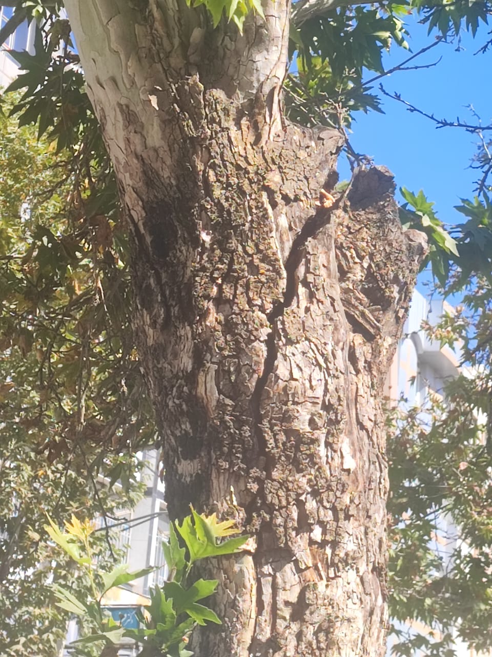 سلاخی درخت تنومند در یاسوج به «بهانه هرس»! / معمای قطع یک سرمایه سبز با توجیه «حدس و گمان» / شهرداری یاسوج پاسخ دهد؟