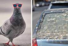 پرندگان این اتومبیل‌ها را برای کارخرابی انتخاب می‌کنند