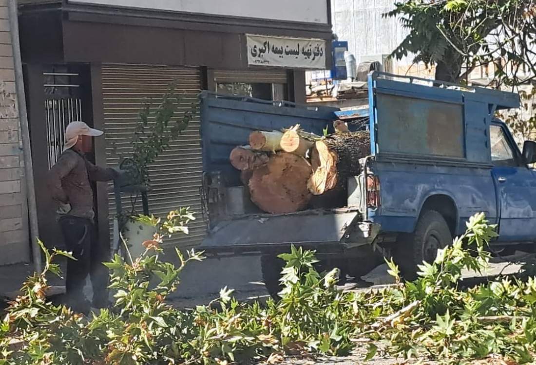 سلاخی درخت تنومند در یاسوج به «بهانه هرس»! / معمای قطع یک سرمایه سبز با توجیه «حدس و گمان» / شهرداری یاسوج پاسخ دهد؟