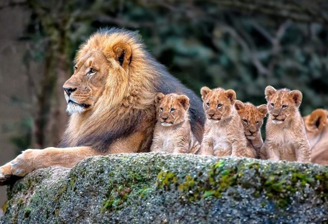 مرگ دلخراش توله‌های شیر در حمله تمساح‌ها و اسب‌های آبی