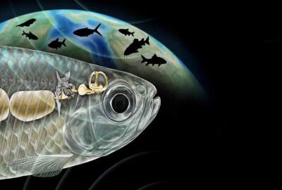 ماهی باستانی با شنوایی شبیه انسان، دانشمندان را شگفتزده کرد ماهی باستانی با شنوایی شبیه انسان، دانشمندان را شگفتزده کرد