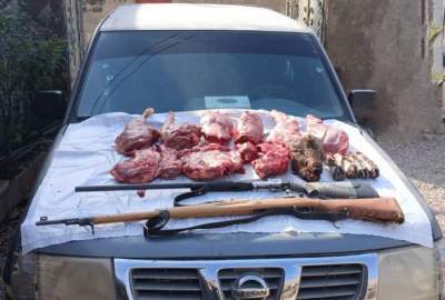 دستگیری دو شکارچی متخلف کل وحشی در گچساران