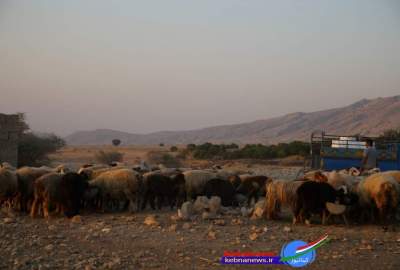 فیلم و تصاویر | درخواست دامداران روستای آب توت گچساران از مسئولان فیلم و تصاویر | درخواست دامداران روستای آب توت گچساران از مسئولان