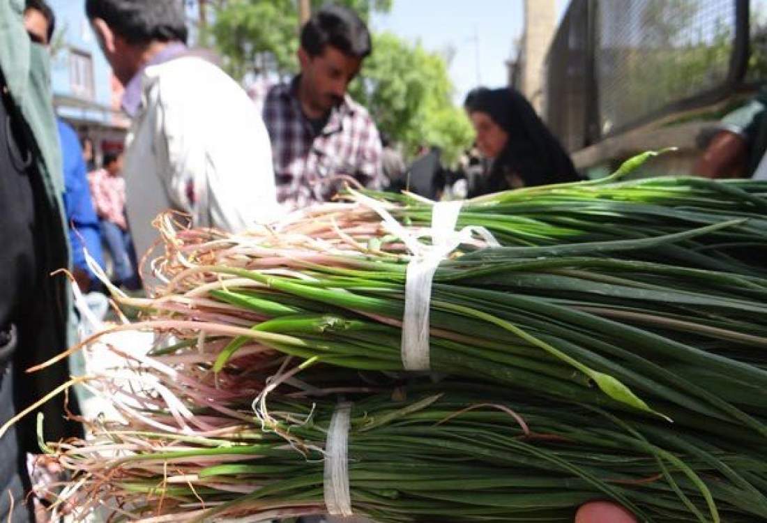 فصل بهار؛ آغاز رویش و زایش گیاهان دارویی؛ ثروتی که از ریشه کنده می‌شوند / برداشت بی‌رویه و غیراصولی در سایه روزمرگی در اداره‌کل منابع طبیعی کهگیلویه و بویراحمد