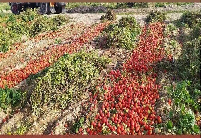 گوجه فرنگی در مزارع گچساران