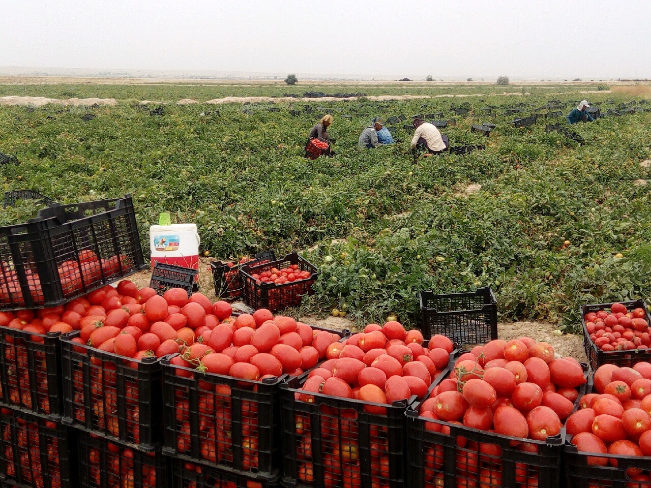 گوجه فرنگی در مزارع گچساران